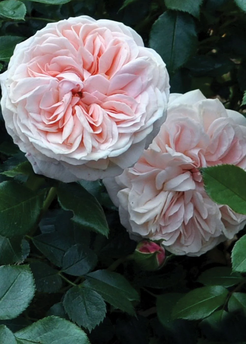 Veranda® Cream Rose Bare Root (Archived)