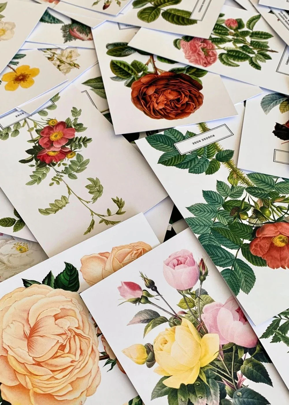 Vintage-Style Botanical Rose Postcard Prints (Set of 10)