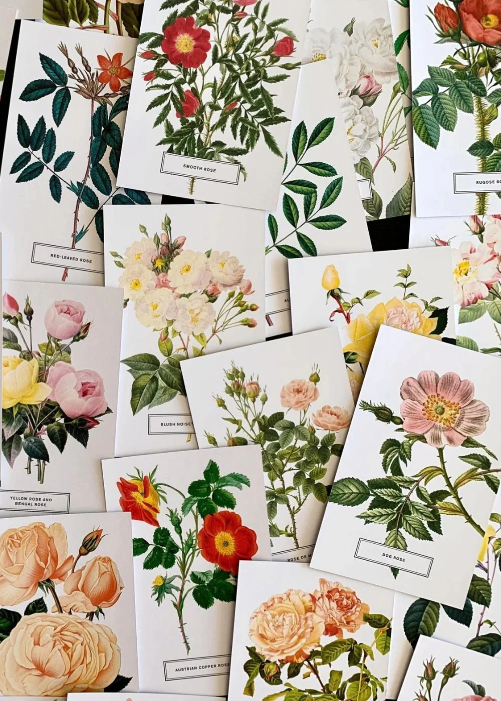 Vintage-Style Botanical Rose Postcard Prints (Set of 10) - Image 2