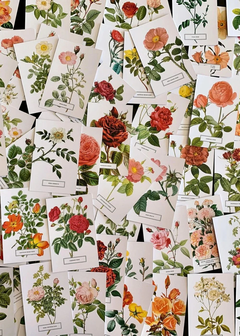 Vintage-Style Botanical Rose Postcard Prints (Set of 10) - Image 3