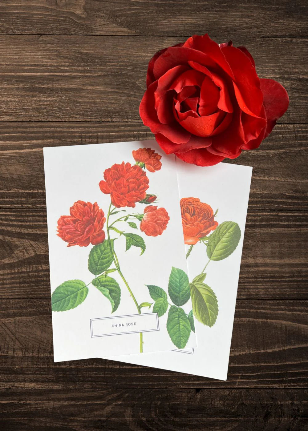 Vintage-Style Botanical Rose Postcard Prints (Set of 10) - Image 5