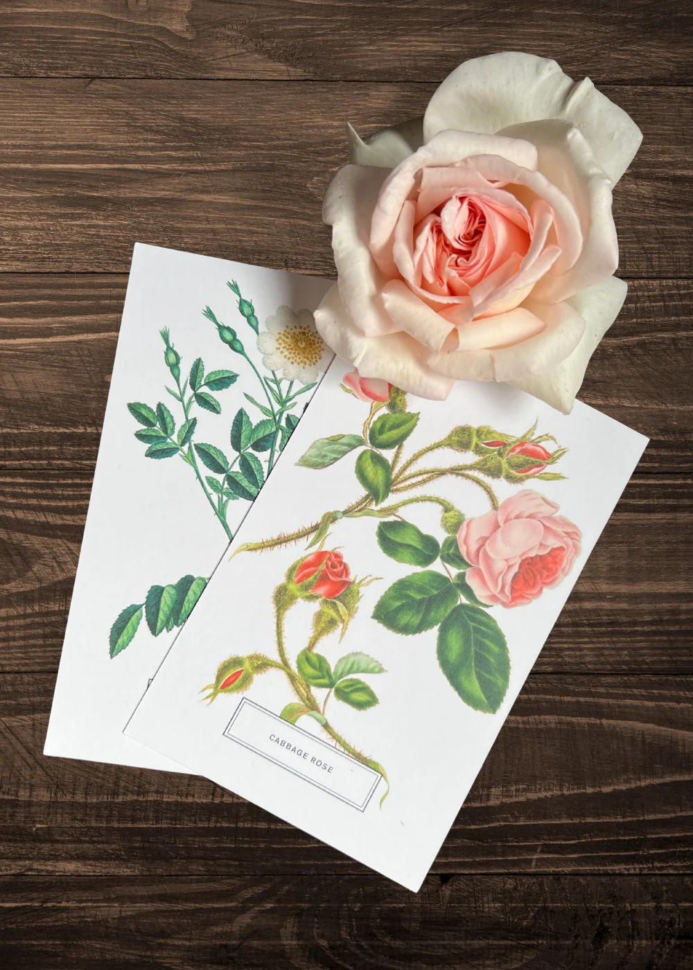 Vintage-Style Botanical Rose Postcard Prints (Set of 10) - Image 6