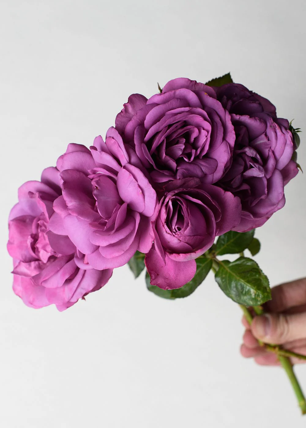 Violet's Pride⢠Rose Bare Root