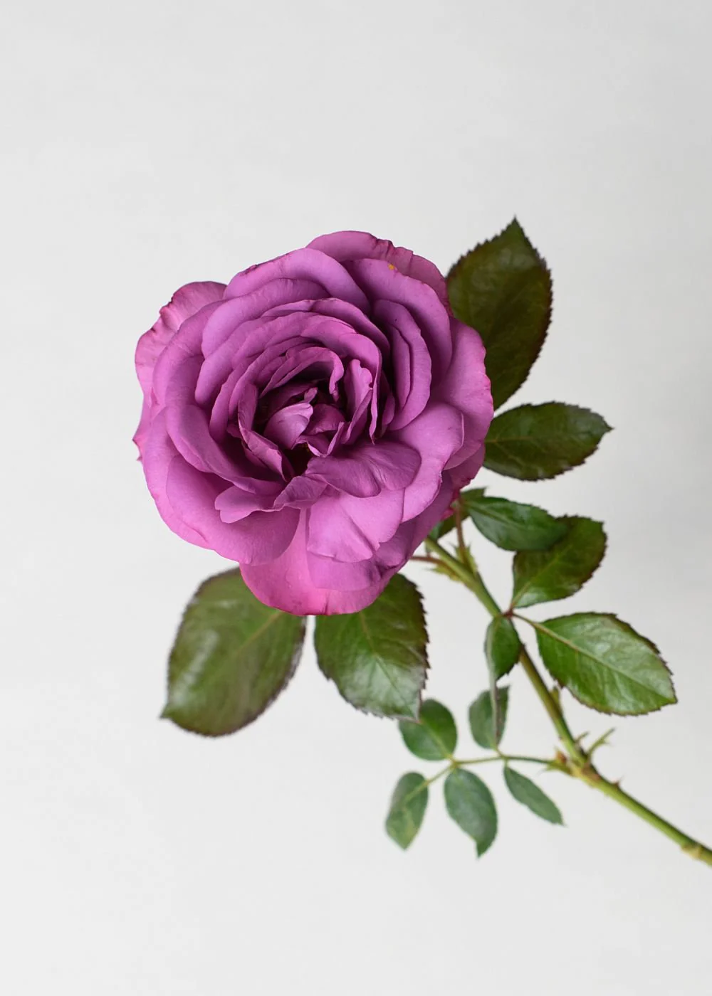 Violet's Pride⢠Rose Bare Root - Image 2