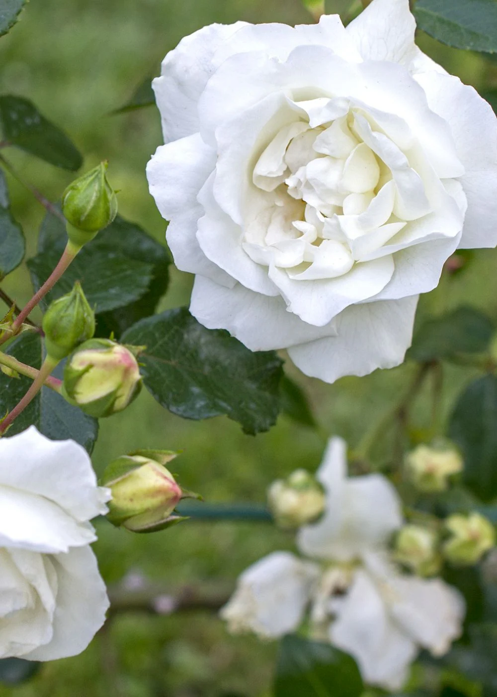 White Dawn Climbing Rose Bare Root (Archived)