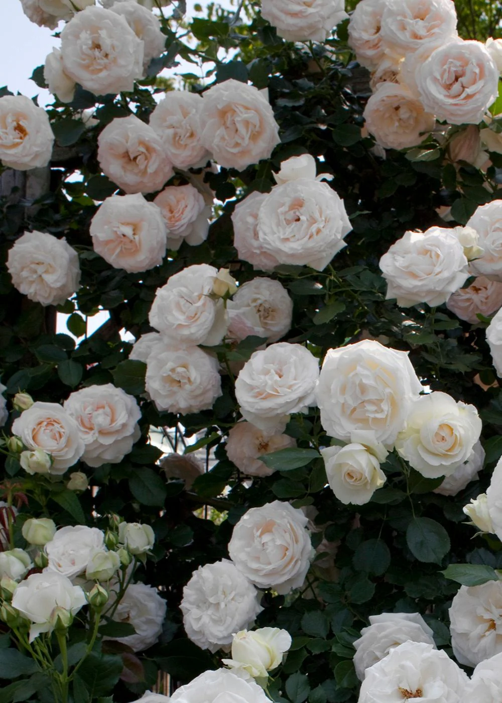 White Eden Climber® Rose Bare Root (Archived)