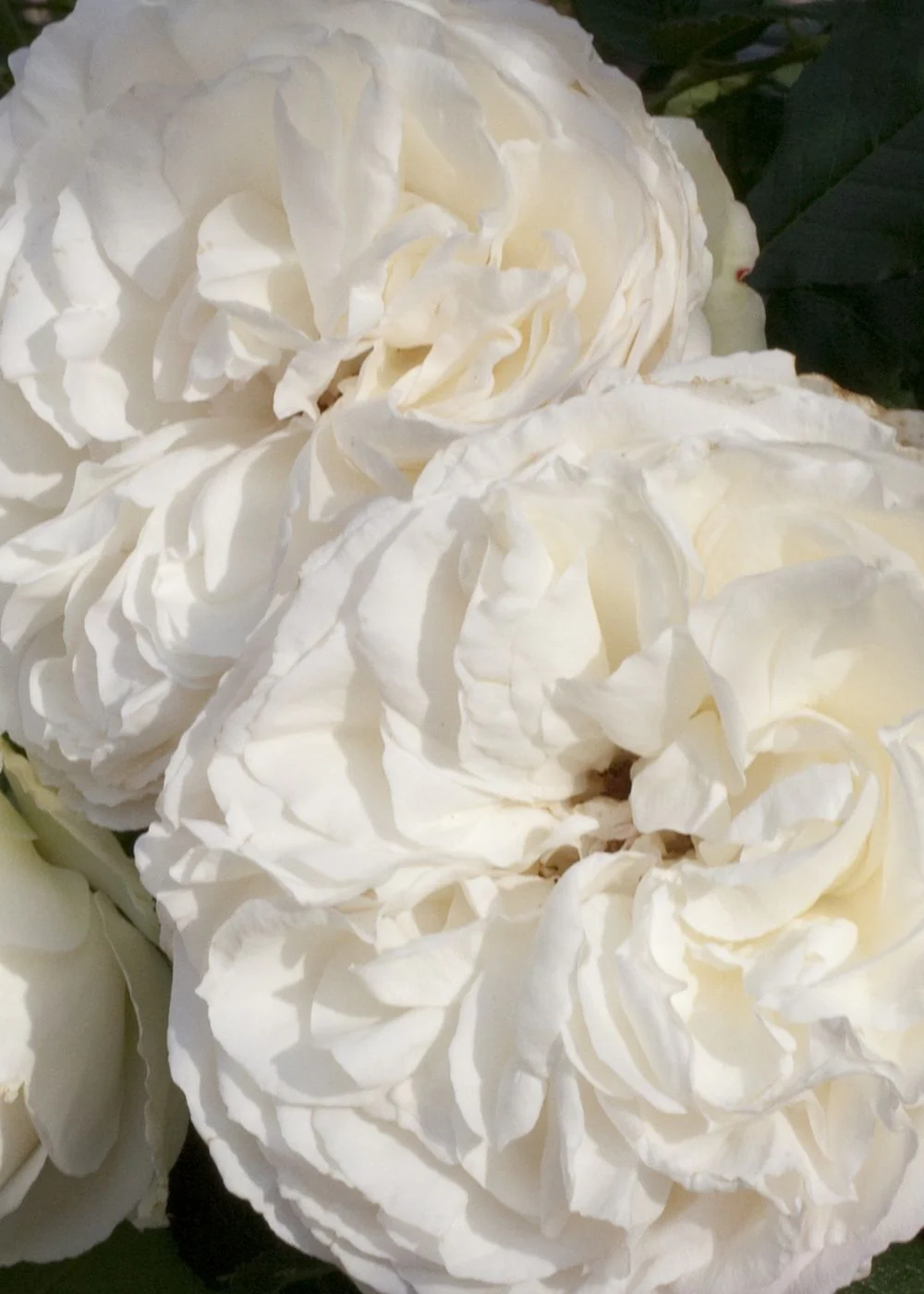 White Eden Climber® Rose Bare Root (Archived) - Image 2