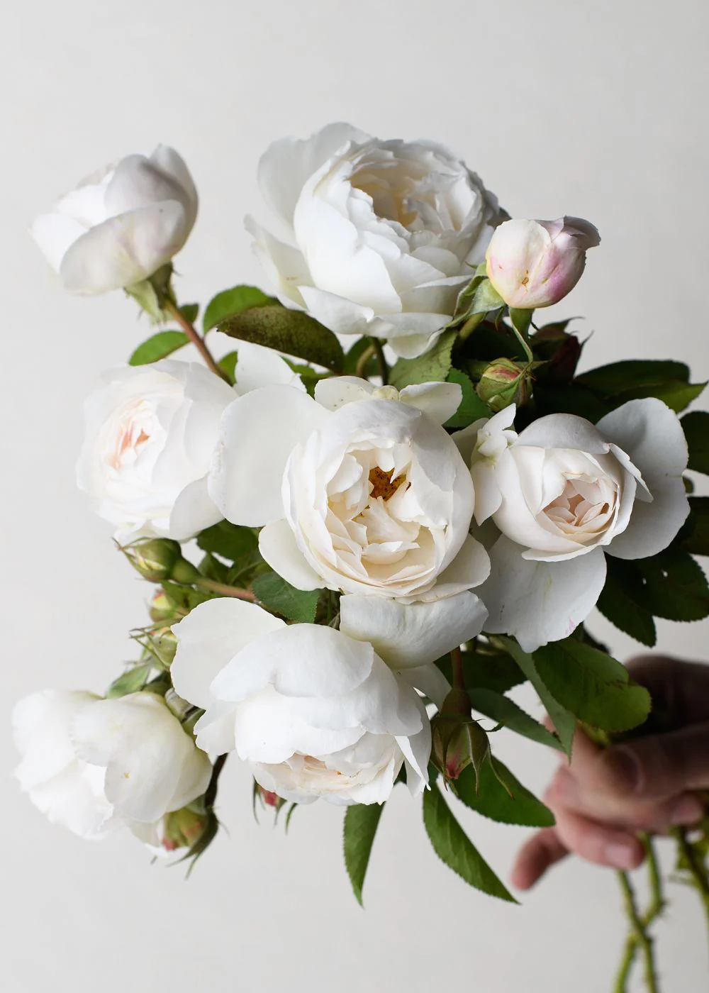 Winchester Cathedral Rose Bare Root (Archived)