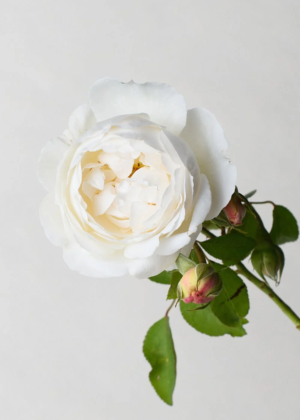 Winchester Cathedral Rose Potted (Archived) - Image 2