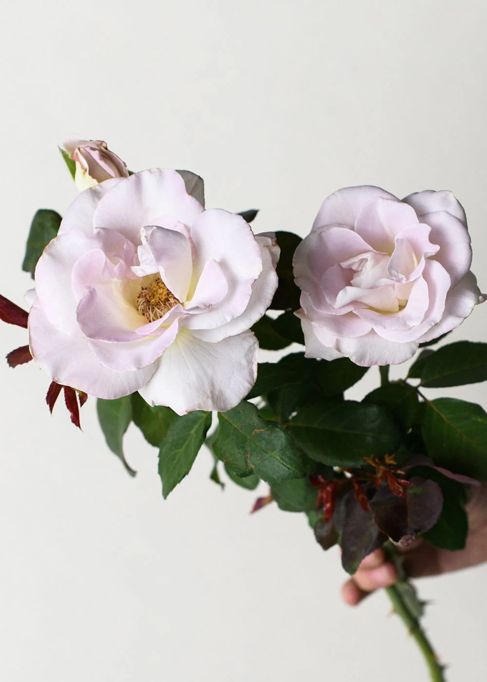 World War II Memorial Rose™ Bare Root (Archived)