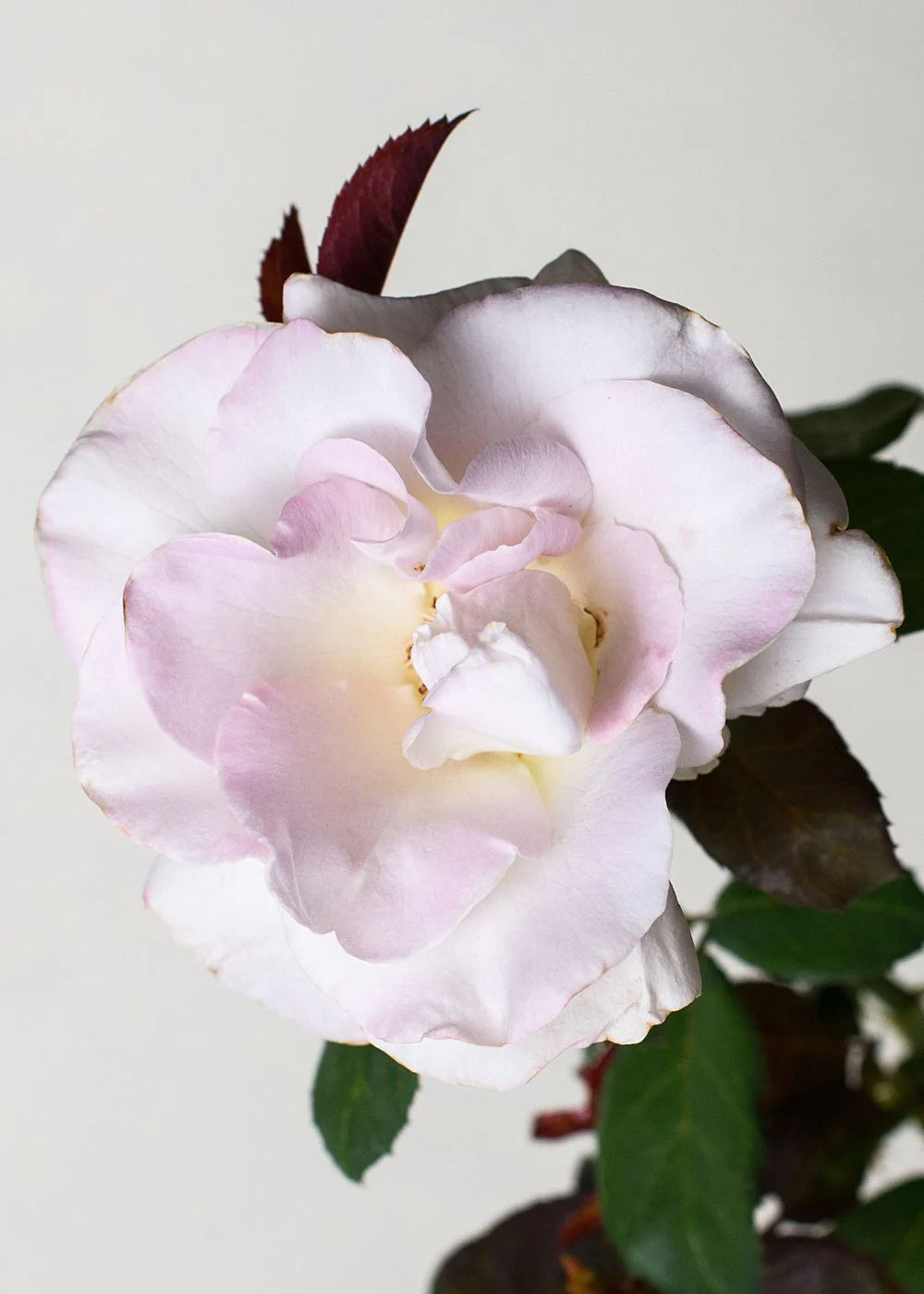 World War II Memorial Rose™ Bare Root (Archived) - Image 2