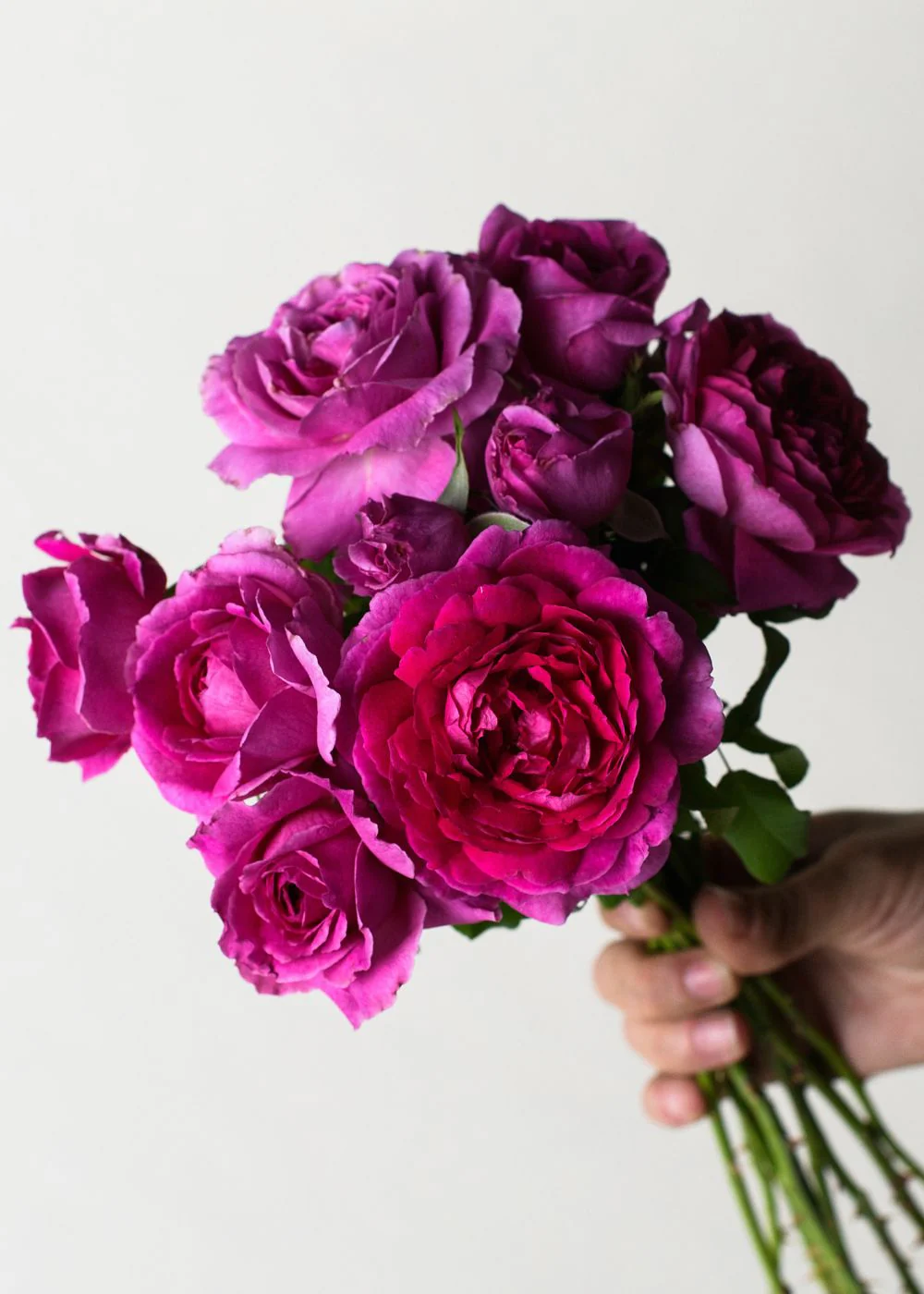Young Lycidas Rose Potted (Archived)