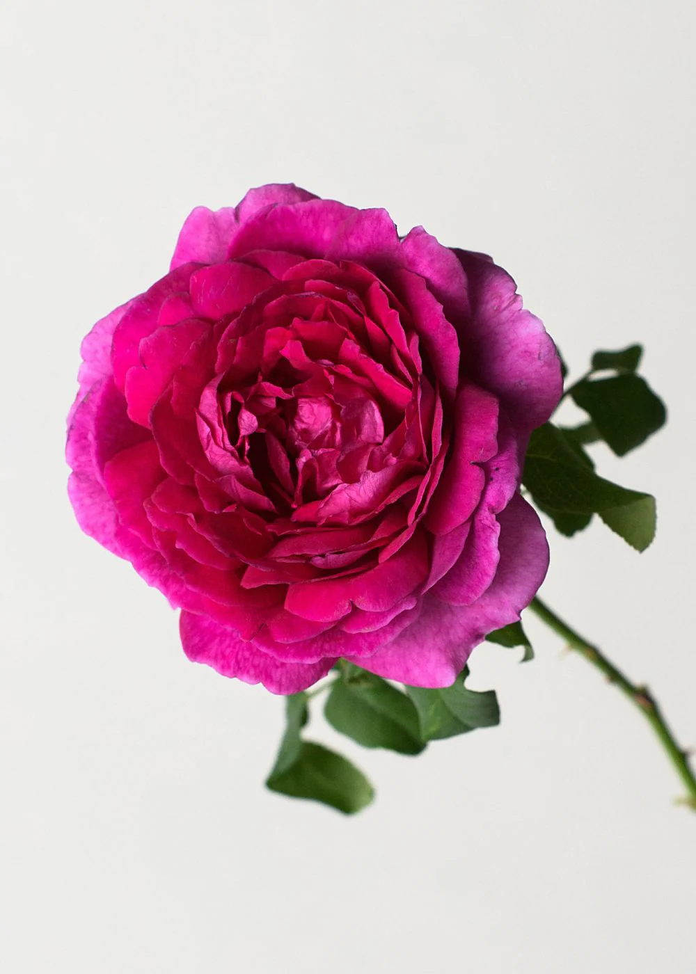 Young Lycidas Rose Potted (Archived) - Image 2