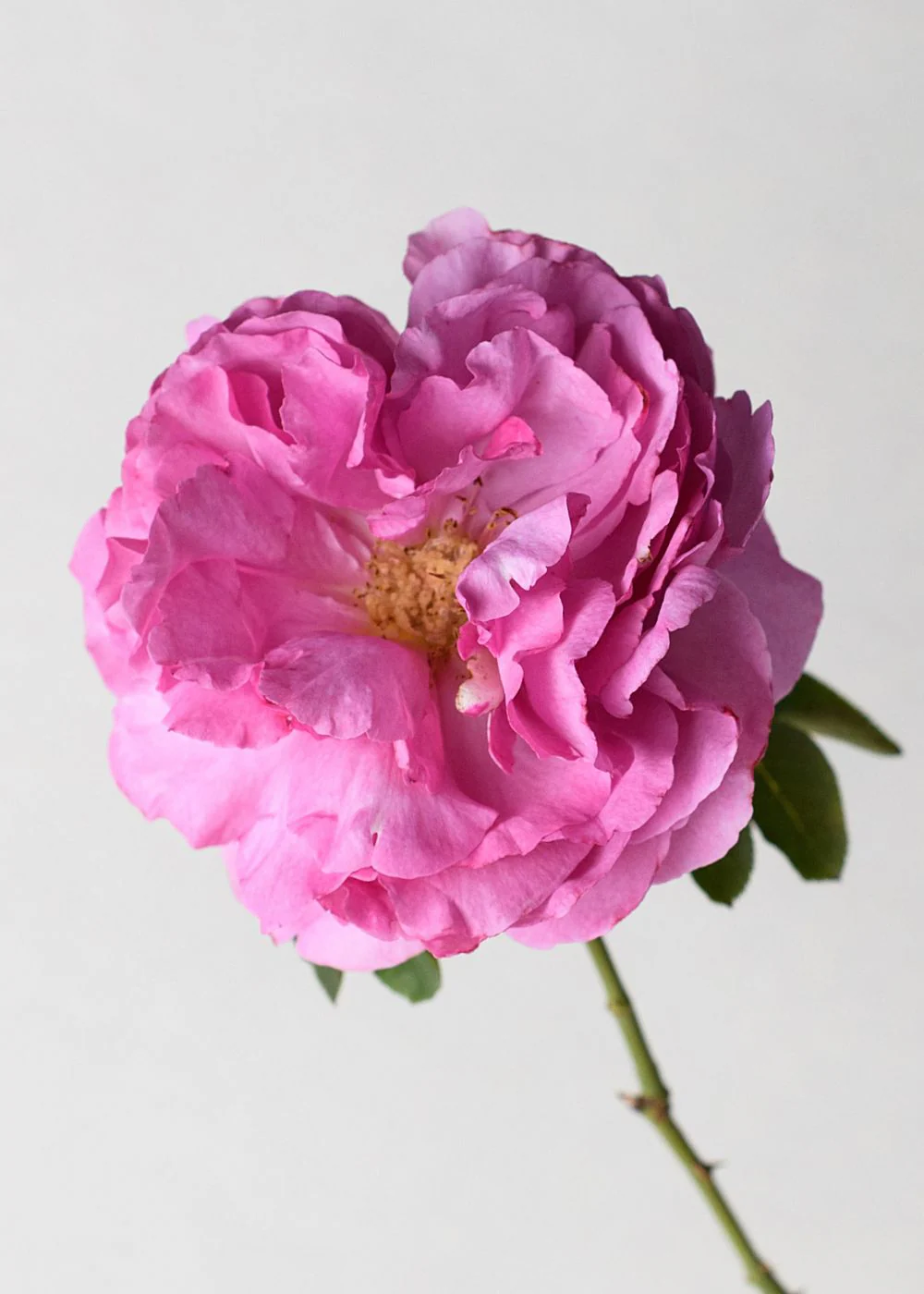 Yves Piaget® Potted Tree Rose (Archived)
